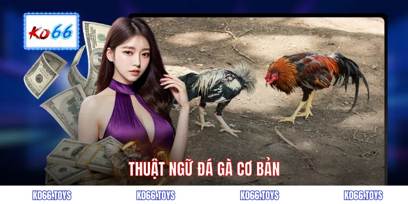 Thuật ngữ đá gà cơ bản